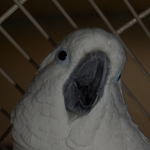 Baby the umbrella cockatoo.